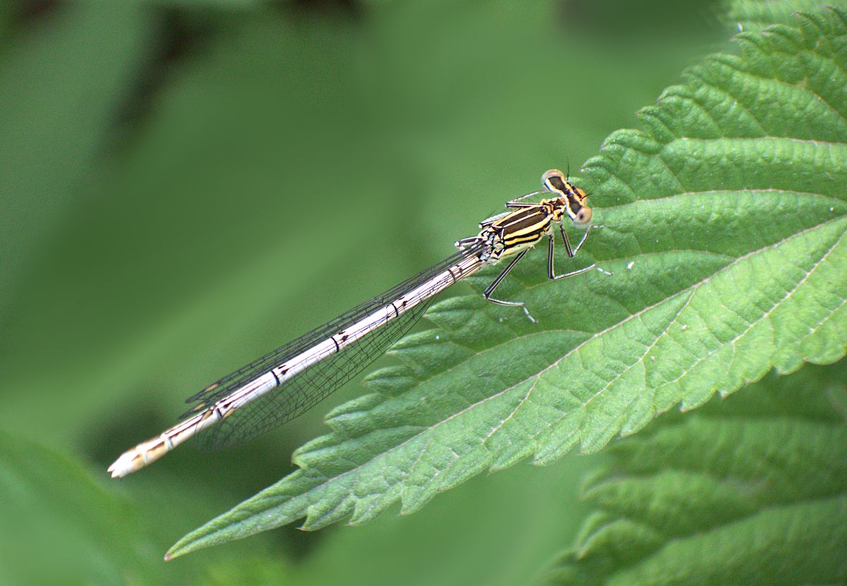 Platycnemis pennipes, almeno credo